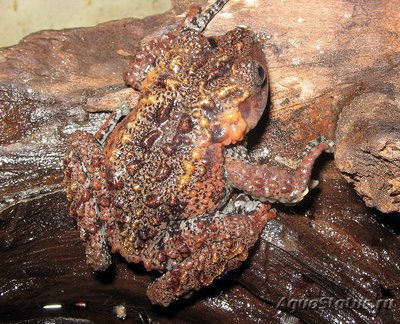 Телодерма Гордона (Theloderma gordoni)