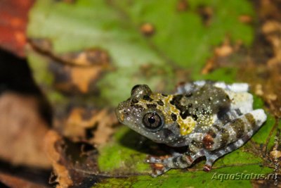 Телодерма звездчатая (Theloderma stellatum)