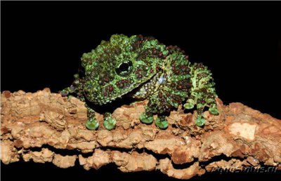 Телодерма лишаистая (Theloderma corticale)
