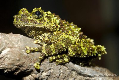 Телодерма лишаистая (Theloderma corticale)
