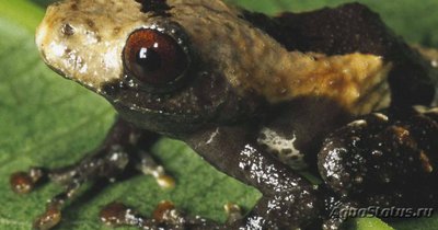 Телодерма шероховатая (Theloderma asperum Hill Garden Bug-eyed Frog)