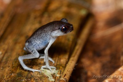Тонкорукая чесночница Хендриксона (Leptobrachium hendricksoni)