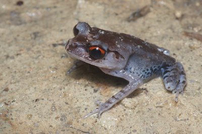 Тонкорукая чесночница Хендриксона (Leptobrachium hendricksoni)