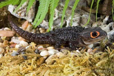 Триболонотус стройный (Tribolonotus gracilis)