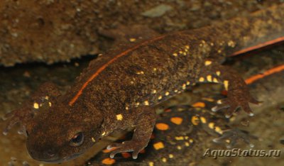 Тритон бородавчатый китайский (Paramesotriton chinensis Giant Rock Lizard)