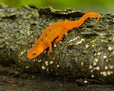 Тритон восточноамериканский краснопятнистый (Notophthalmus viridescens Red eft)
