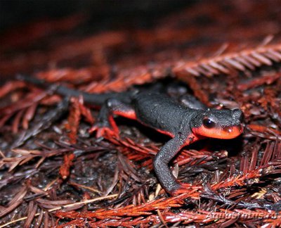 Тритон китайский краснобрюхий (Cynops orientalis Red Belly Fire Newt)
