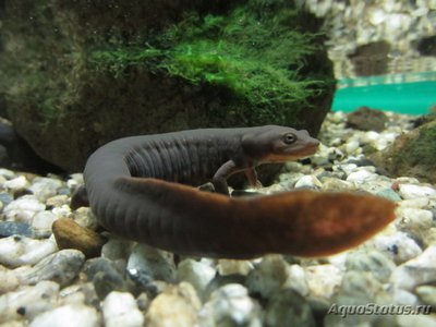 Тритон коротконогий краснобрюхий (Pachytriton labiatus Paddletail Newt)
