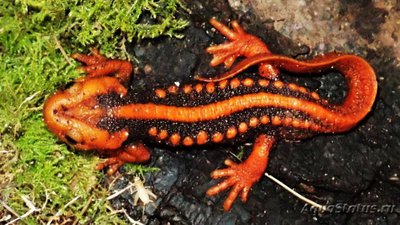 Тритон крокодиловый (Tylototriton verrucosus Emperor Newt)