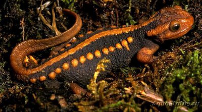 Тритон крокодиловый (Tylototriton verrucosus Emperor Newt)