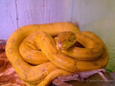 Удав cадовый (Corallus enydris)