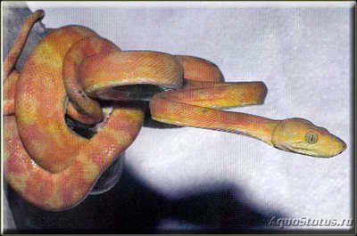 Удав cадовый (Corallus enydris)