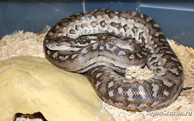 Удав гладкогубый стройный (гаитянский) (Epicrates striatus)