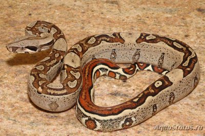 Удав обыкновенный (Boa constrictor)
