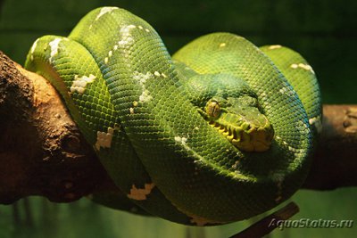Удав собакоголовый (Corallus caninus)