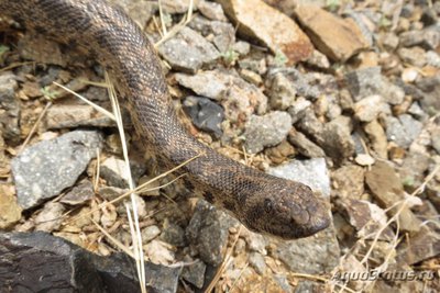 Удавчик настоящий восточный (Eryx tataricus)