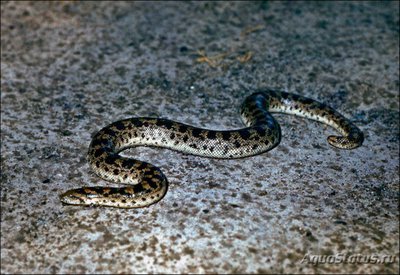 Удавчик настоящий восточный (Eryx tataricus)