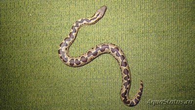 Удавчик шершавохвостый (Gongylophis conicus Rough-tailed Sand Boa)