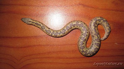 Удавчик шершавохвостый (Gongylophis conicus Rough-tailed Sand Boa)