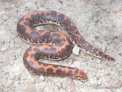 Удавчик шершавохвостый восточноафриканский (Gongylophis colubrinus)