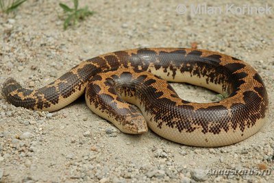 Удавчик шершавохвостый восточноафриканский (Gongylophis colubrinus)