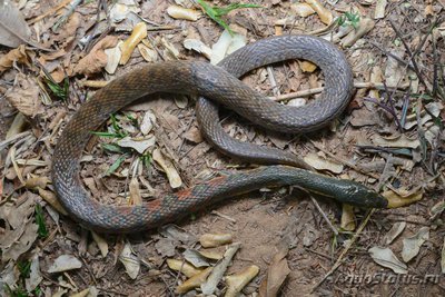 Уж азиатский водяной краснопятнистый Xenochrophis trianguligerus Red Necked Keel