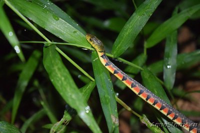 Уж азиатский водяной краснопятнистый Xenochrophis trianguligerus Red Necked Keel