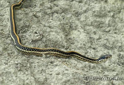 Уж азиатский водяной полосатый (Xenochrophis vittatus garden snake)