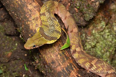 Уж африканский кустарниковый большеглазый (Philothamnus macrops)