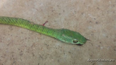 Уж африканский кустарниковый стройный (Philothamnus heterolepidotus)
