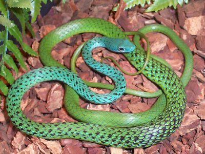 Уж африканский кустарниковый точечный Philothamnus punctatus Speckled Green-snak