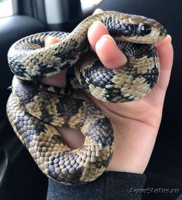 Уж бразильский капюшонный (Hydrodynastes gigas)