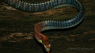 Уж бронзовый Копштейна (Dendrelaphis kopsteini)