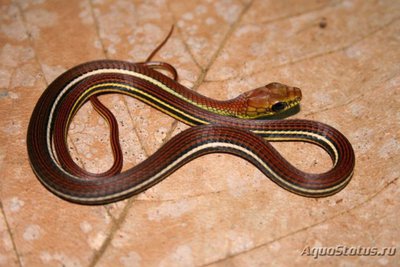 Уж бронзовый линейчатохвостый (Dendrelaphis caudolineatus)