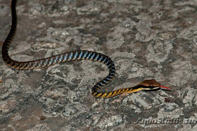 Уж бронзовый полосатый (Dendrelaphis striatus)