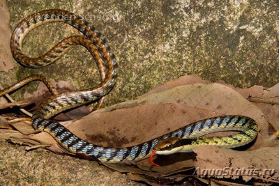Уж бронзовый полосатый (Dendrelaphis striatus)