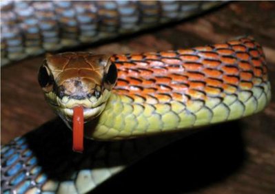 Уж бронзовый Копштейна (Dendrelaphis kopsteini)