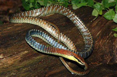 Уж бронзовый Копштейна (Dendrelaphis kopsteini)