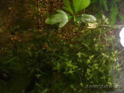 Фото Растения из местных водоемов в аквариуме (photo#121839)