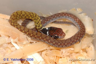 Уж длиннозубый пятнистобрюхий (Rhabdophis chrysargos Specklebelly Keelback)