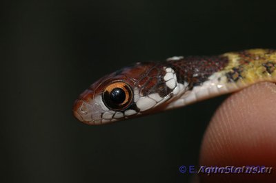 Уж длиннозубый пятнистобрюхий (Rhabdophis chrysargos Specklebelly Keelback)