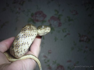 Уж мадагаскарский кошачьеглазый (Madagascarophis colubrinus)