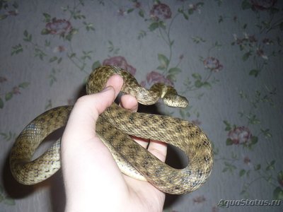Уж мадагаскарский кошачьеглазый (Madagascarophis colubrinus)