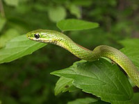 Уж травяной килеватый (Opheodrys aestivus Green snake)