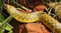 Уж-рыболов (Xenochrophis piscator)