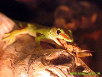 Фельзума мадагаскарская великолепная (Phelsuma madagascariensis grandis)