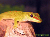 Фельзума мадагаскарская великолепная (Phelsuma madagascariensis grandis)