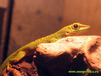 Фельзума мадагаскарская великолепная (Phelsuma madagascariensis grandis)