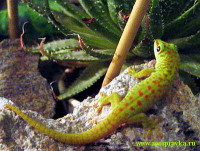 Фельзума мадагаскарская великолепная (Phelsuma madagascariensis grandis)