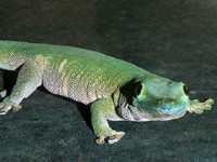 Фельзума Стандинга (Phelsuma standingi)